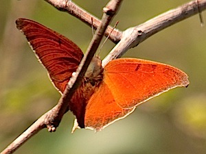 Goatweed Leafwing Butterfly